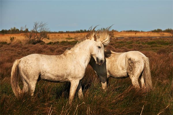 属马人的婚姻与命运如何,属马的男人性功能怎么样 属马人的婚姻与命运如何,属马的男人性功能怎么样