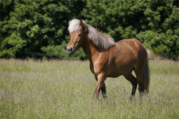 属马的今年运程!和婚姻，1990年属马一生婚姻状况