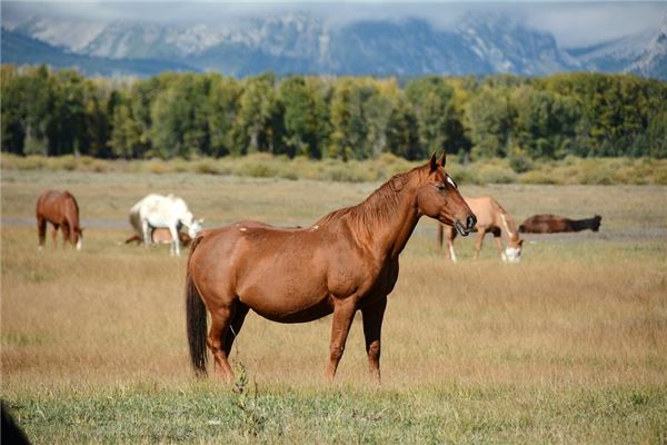 属马的2021年多少岁啦,2022属马年龄查询表 属马的2021年多少岁啦,2022属马年龄查询表
