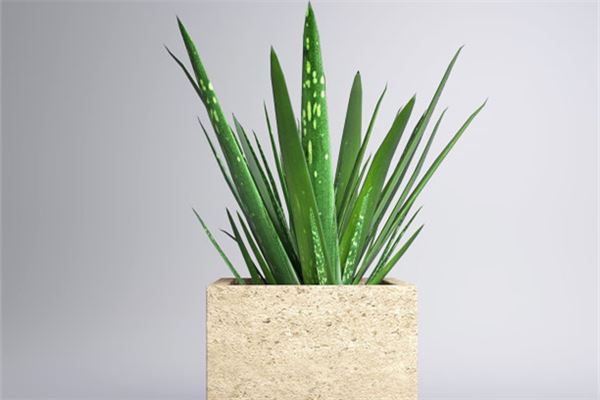 什么花适合放在卧室有香味，最适合放卧室的十种花