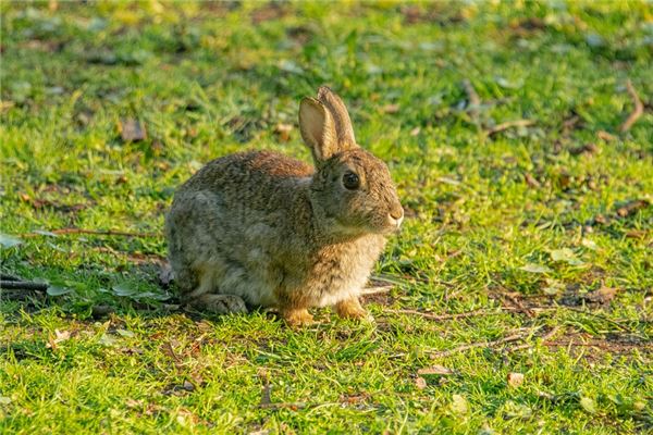 梦见兔子吃兔子好不好（梦到杀兔子吃兔子肉）