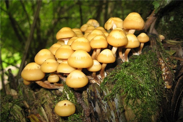 梦见头上长蘑菇是什么意思（梦见特别大的蘑菇）