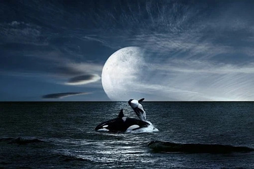 天蝎座最反感的四种人是（唯一可以虐天蝎的星座）