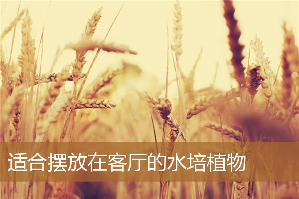客厅摆放什么水培植物最好,水培植物摆放禁忌 客厅摆放什么水培植物最好,水培植物摆放禁忌