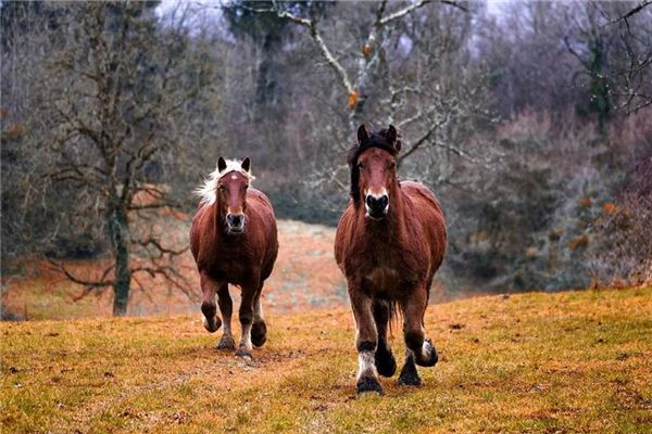 1990年属马人的财运,1990年属马的财运 1990年属马人的财运,1990年属马的财运