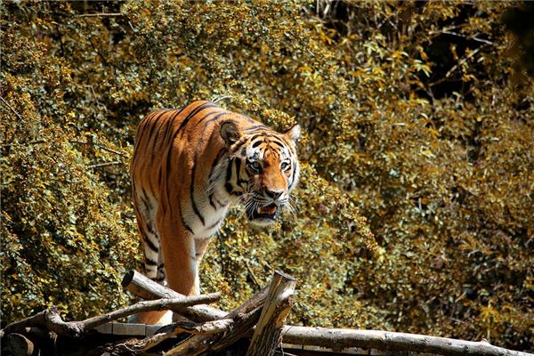 2010年属虎性格,2010年的虎属于什么虎 2010年属虎性格,2010年的虎属于什么虎