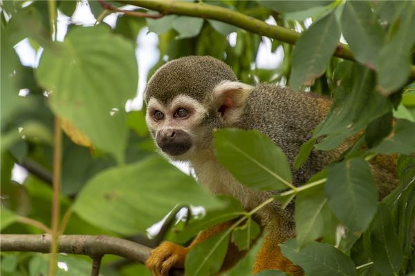 92年出生的人属于什么命,1992年属猴各个时辰 92年出生的人属于什么命,1992年属猴各个时辰