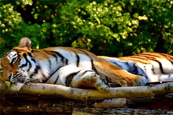 属虎几月出生最好命运，属虎的最忌讳哪个月出生