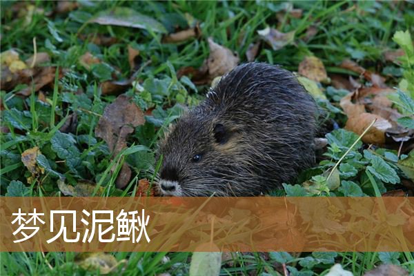 梦见泥鳅是什么意思（男人梦见泥鳅是什么意思）