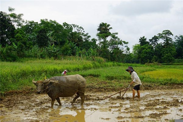 梦见犁田好不好（梦见一片有果子的梨园）