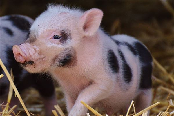 属猪的人性格好吗，属猪男人的性格