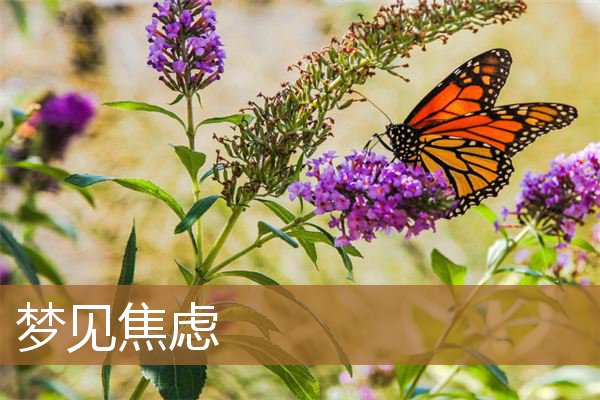 梦见焦虑紧张的梦（梦见自己很着急焦虑）