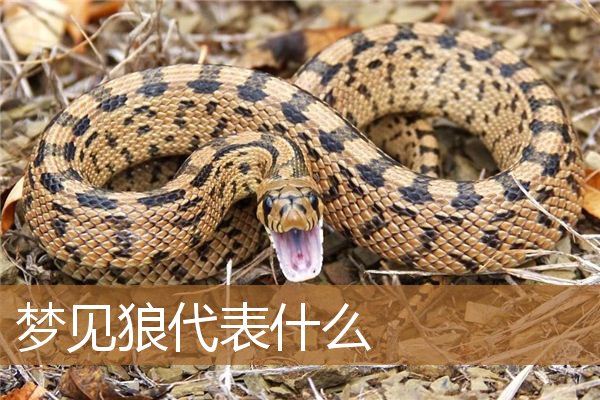 梦见狼代表什么仙家（男人梦见狼吉兆）