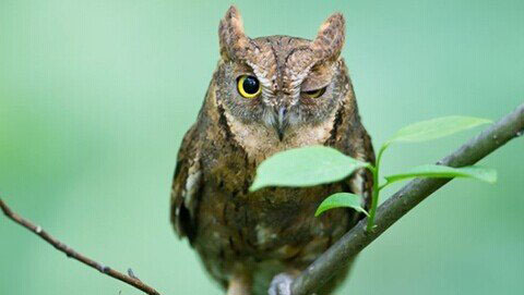 梦见猫头鹰是什么预兆，梦见猫头鹰真的会死吗