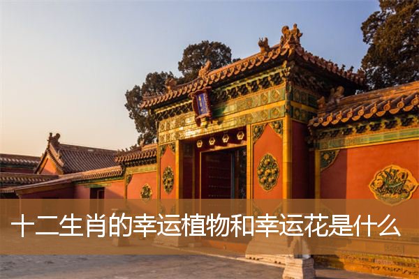 十二生肖的幸运花是什么，十二生肖旺财植物花草