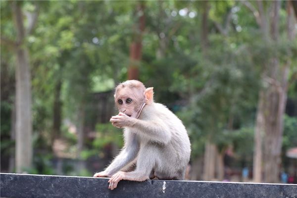 1992年属猴的是什么命五行,1992年属猴是金还是水 1992年属猴的是什么命五行,1992年属猴是金还是水