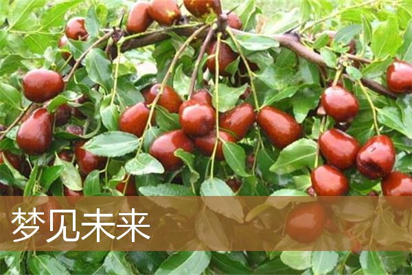 梦见未来的男朋友（提前梦到真实发生的事）