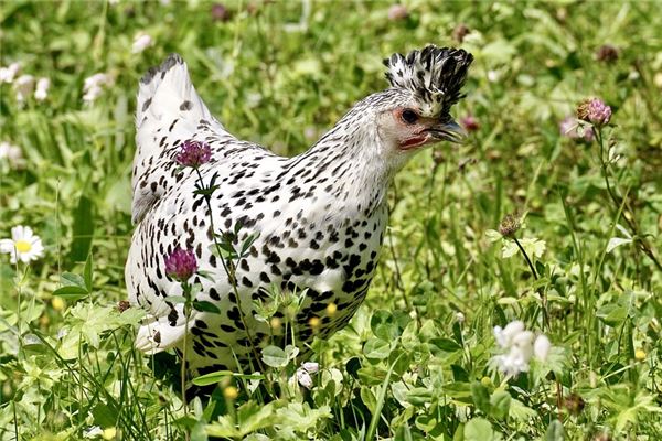 93年几月出生最好，1993年的鸡几点出生好