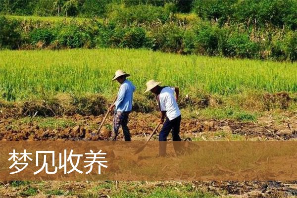 梦见收养流浪猫（梦见收养被遗弃的孩子）