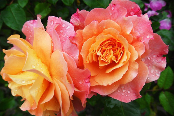 梦见花朵盛开很漂亮（梦见花朵是什么预兆）