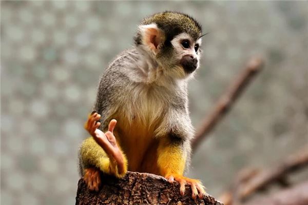 猴年人的性格特点（属猴什么性格和脾气）