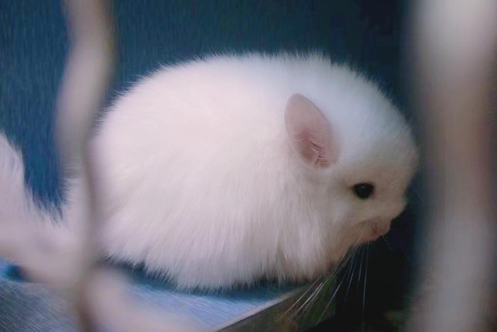 龙猫属于什么科动物怕热吗（为什么不建议养龙猫）