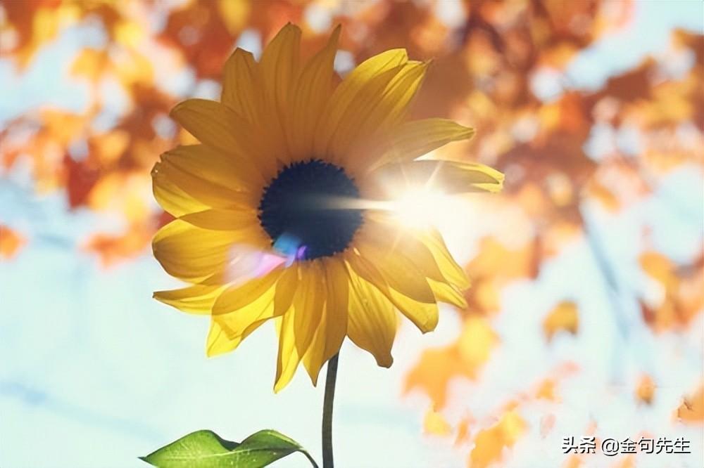 吸引双鱼男的绝招小学生，双鱼男最忍不了哪种撩