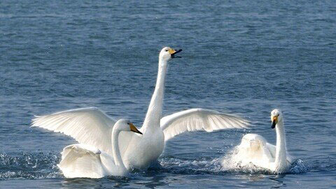梦见天鹅是什么意思，梦见天鹅是什么预兆