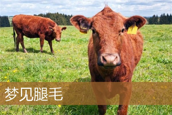 梦见腿毛又黑又长（女人梦到自己腿毛茂密）