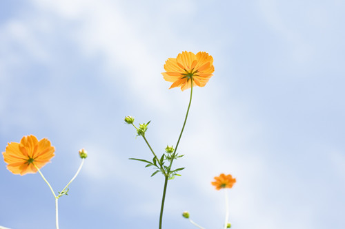 2020狮子座最近是不是水逆（狮子座水逆期什么时候结束）