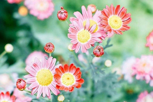 2020年摩羯爱情（摩羯座2021年下半年转行）