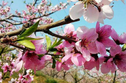 2020年的处女座运气好吗（女人佩戴什么可以招桃花运）