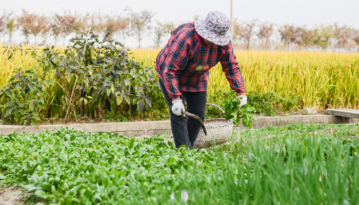 女人梦见挖野菜是什么意思（梦见和别人一起挖野菜）