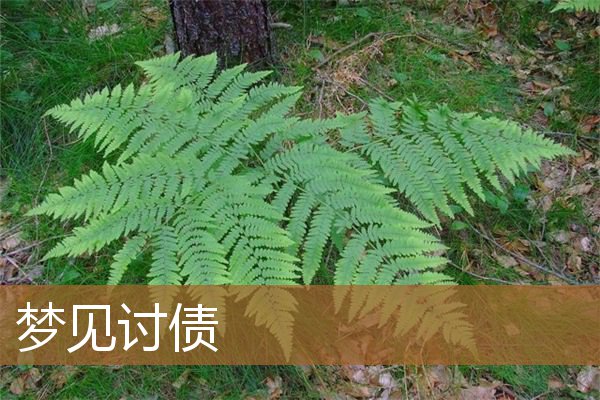 梦见讨债的人上门来讨债（梦见去找别人讨债要钱）