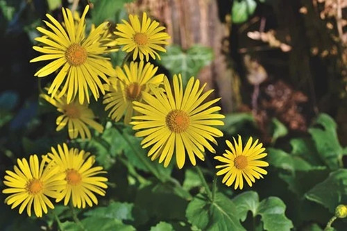 2020年天蝎座会怎么样呢（天蝎女事业2021能成功吗）