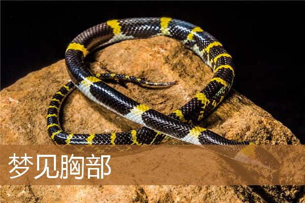 梦见胸部出奶是什么意思（梦见乳房是啥预兆）