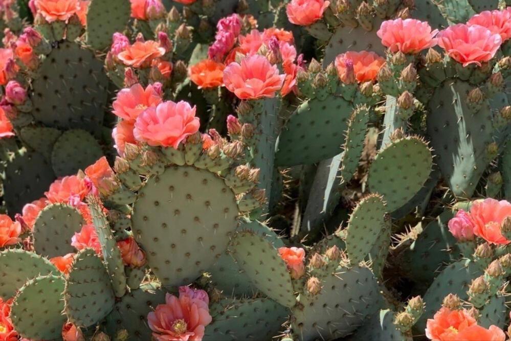 最强大的三个上升星座是（哪个上升星座最聪明）