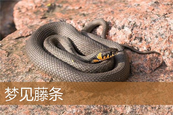 梦见藤条缠身（梦见一条很长的藤条）
