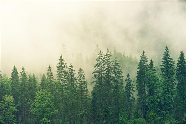 梦见青松预示什么周公解梦（梦见满山的绿色松树）