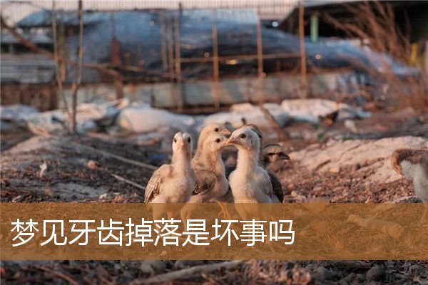 梦见牙齿掉落是坏事吗（梦到牙掉了意味着什么）