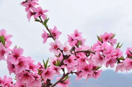 2020年金牛座有桃花运吗（为什么我桃花运那么旺）