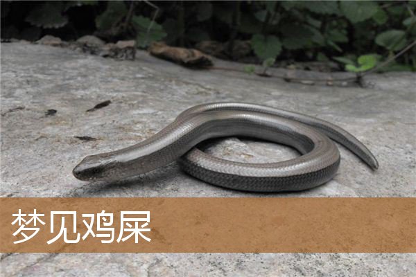 梦见鸡屎是什么意思（梦见到处都是鸡屎好脏）