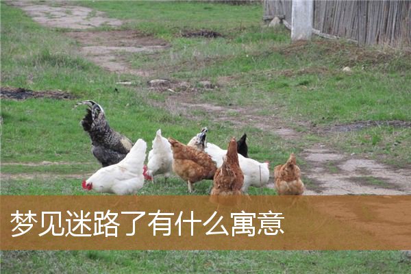 梦见迷路了有什么寓意吗（梦见迷路是什么预兆解梦）