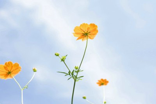 2020年金牛座事业运势（金牛座的终身贵人属相）