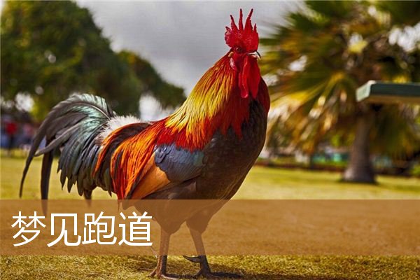 梦见跑道跑步（梦见飞机场是什么意思）
