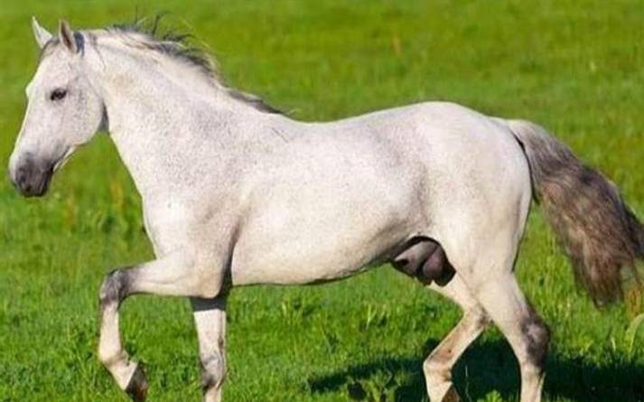 马年出生的运势男人篇
