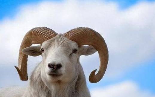 白羊座男生性格特点