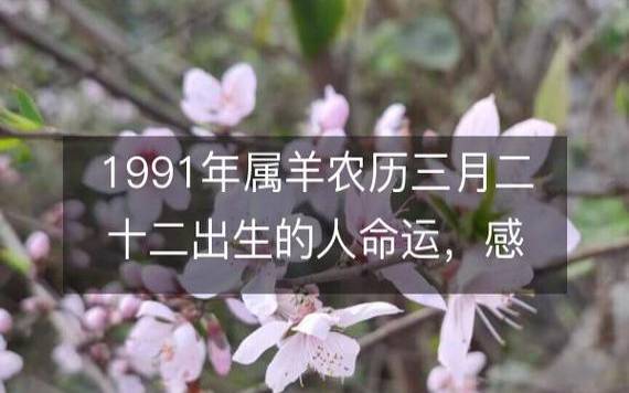夏天出生的属羊人命运分析 夏天出生的属羊人命运分析