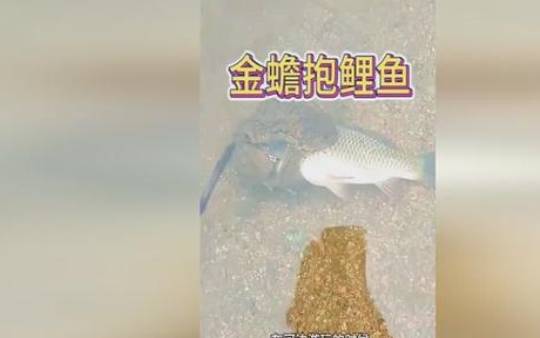 梦见金蟾 梦见金蟾