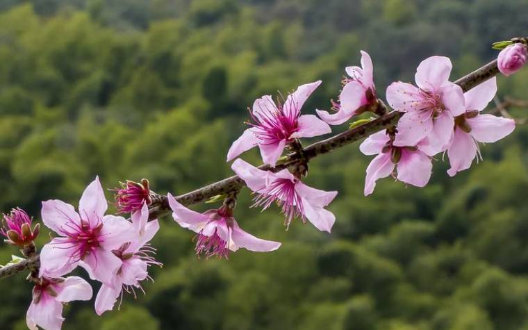 梦见桃树开花 梦见桃树开花
